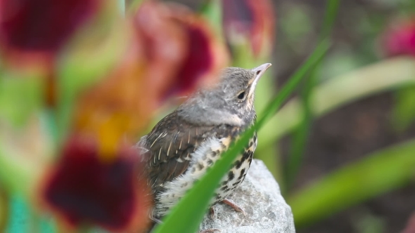 Nestling Thrush Fieldfare Sitting On a Stone