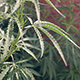 Medical Cannabis - VideoHive Item for Sale