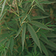 Cannabis Plants - VideoHive Item for Sale