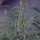 Marijuana Leaf - VideoHive Item for Sale