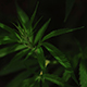 Marijuana Farm - VideoHive Item for Sale
