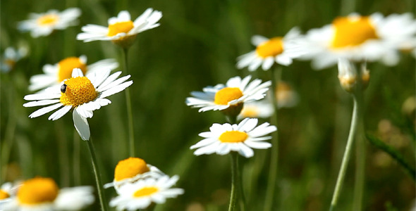 Camomile Flowers