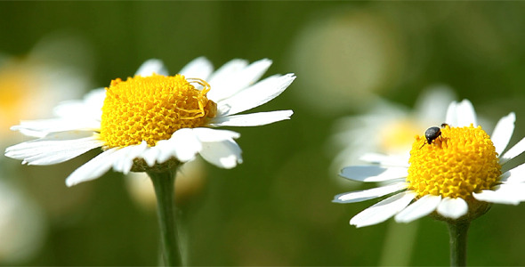 Camomile Flowers