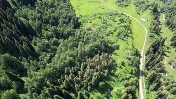 Top View of Coniferous Trees and Fields