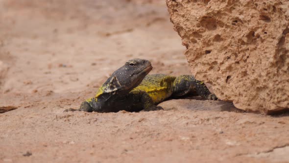 Moroccan Spiny-tailed lizard moving under a rock 