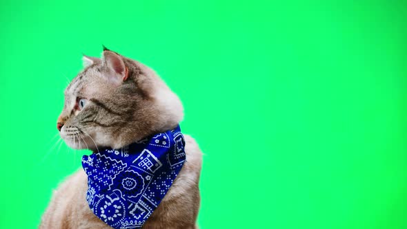 Cat on Green Background Closeup Scottish Fold Portrait