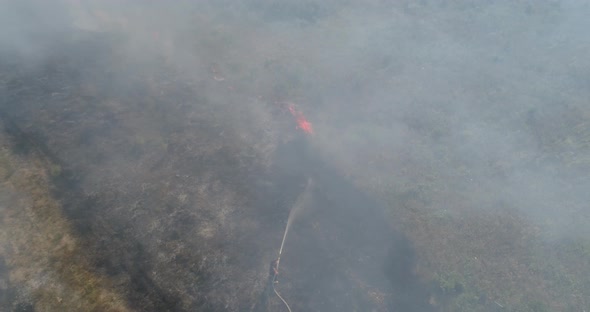 Fire disaster in forest