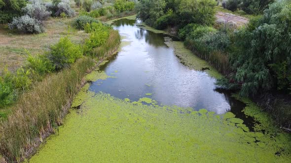 Overgrown Lake. Algae and duckweed on the surface of pond