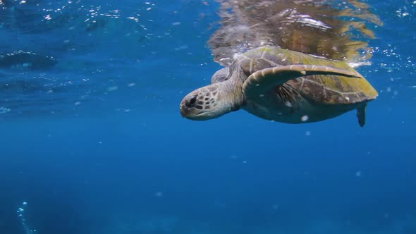 A Green Sea Turtle on the surface taking a gulps of fresh air before swimming down to the bottom of
