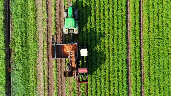 Carrot Harvest in Farm Land.