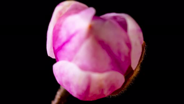 Time Lapse of Magnolia flower blooming. Opening beautiful flower buds.