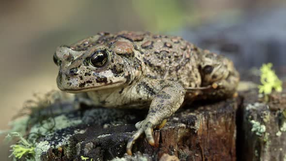 Western Toad on stump