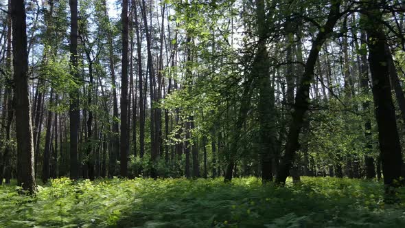 Wild Forest Landscape on a Summer Day