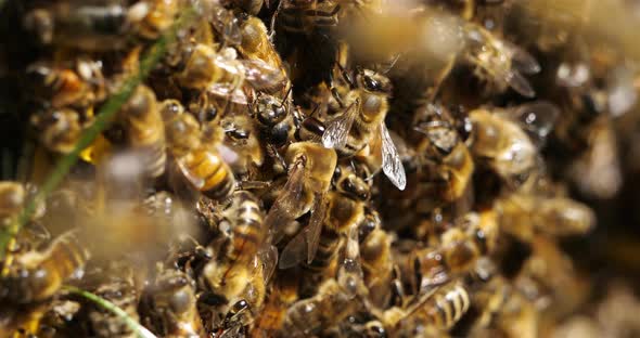Swarm of bees, occitanie, France