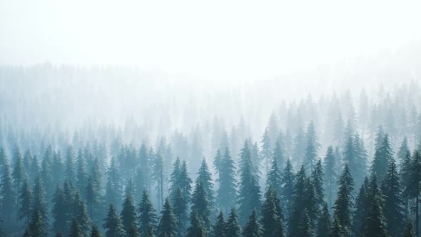 Aerial View of Green Spruce Forest