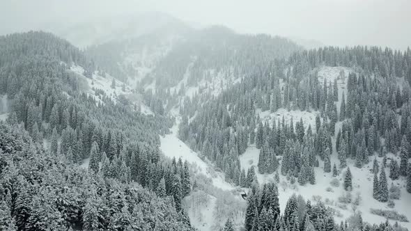 The winter forest in the mountains is covered with fresh snow, Snow falls in the forest