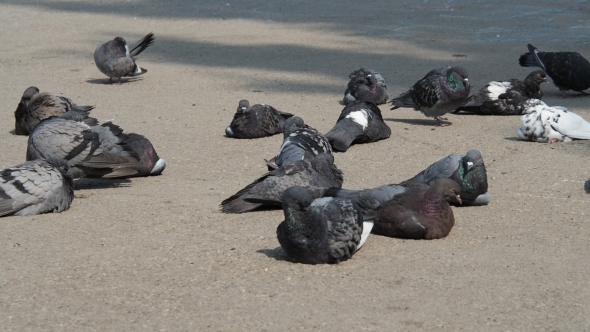 Pigeons In a City, Flock Of Birds