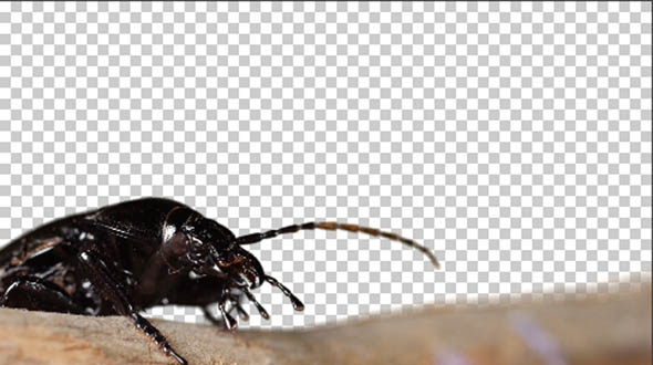 beetle chromakey
