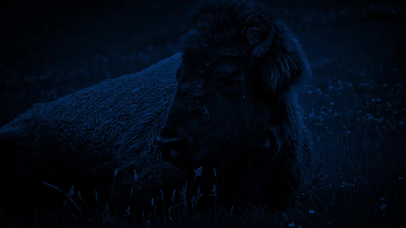 Bison Resting At Night