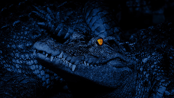 Crocodile With Eyes Glowing