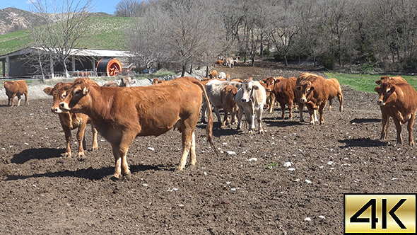 Cows Pyrenean 03