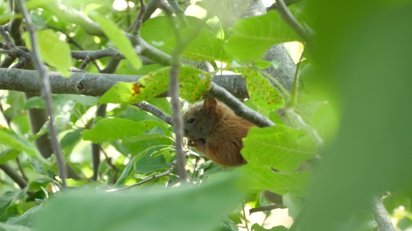 Squirrel Sitting On A Branch