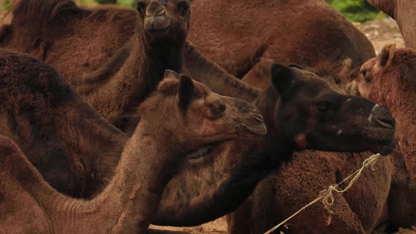 Camels at the Pushkar Fair Also Called the Pushkar Camel Fair or Locally As Kartik Mela