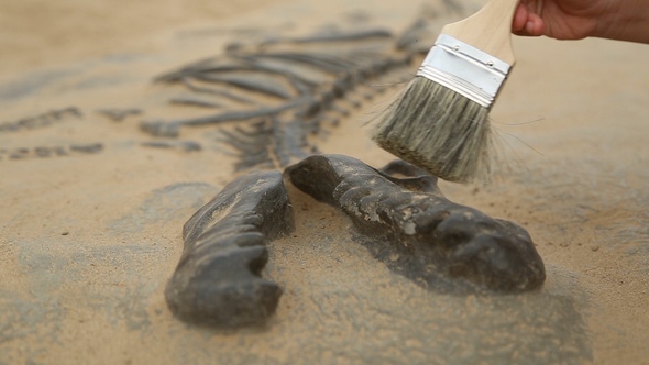 Archaeological Excavation of Dinosaur Bones