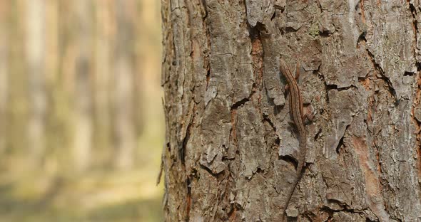 Viviparous Lizard Or Common Lizard Sitting Running On Tree Trunk In Forest