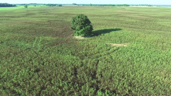 Alone Tree In The Fields