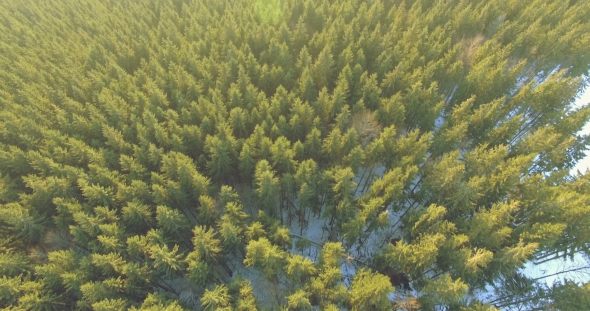 Aerial View Of Pinetrees