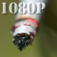 Cigarette - VideoHive Item for Sale