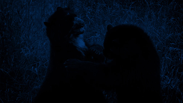 Bears Fighting In Wilderness At Night
