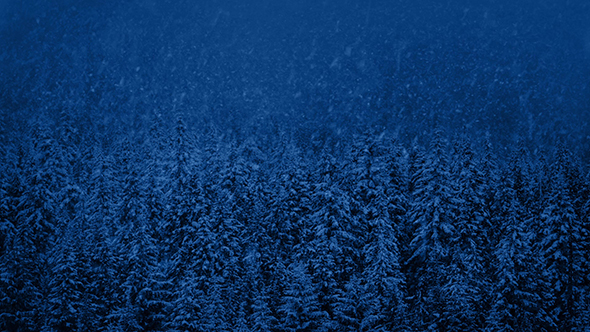 Forest With Snow Falling At Night