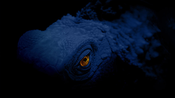 Glowing Reptile Eye In The Dark