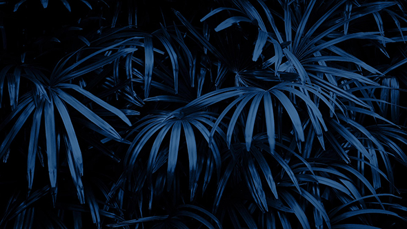 Jungle Plants Swaying at Night