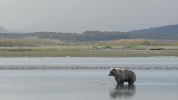 Wide Shot of Small Grizzly Bear Standing in Water high definition