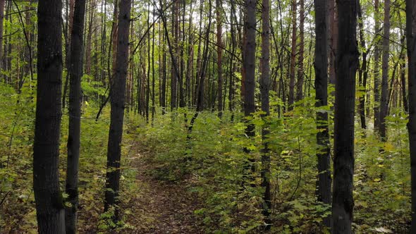 Beautiful Trail in the Autumn Forest or Park