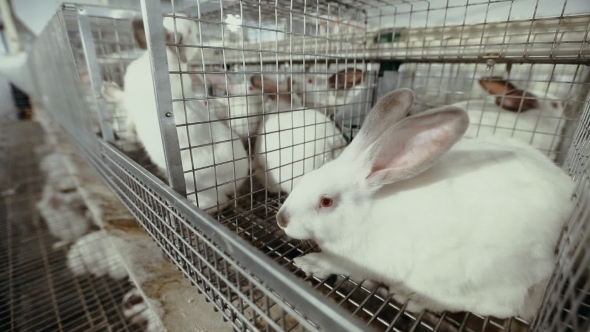 Farm Rabbits In Cage