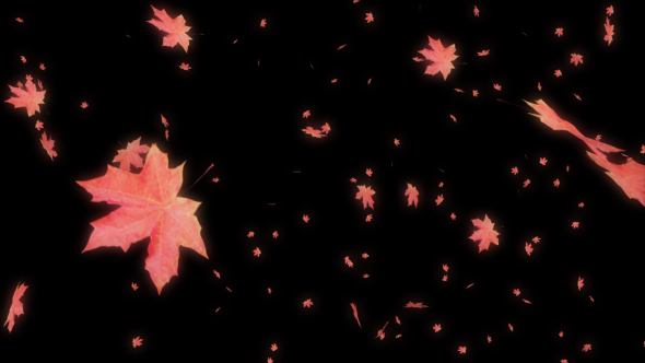 Autumn Maple Falling