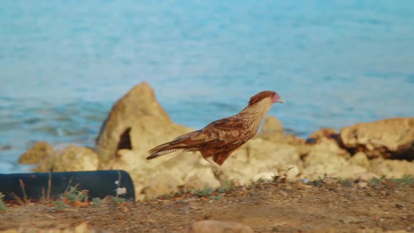 Tracking shot of juvenile crested caracara with brown plumage hunting for food