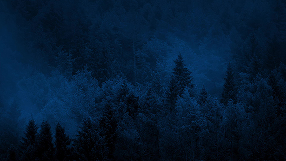 Misty Woods At Night