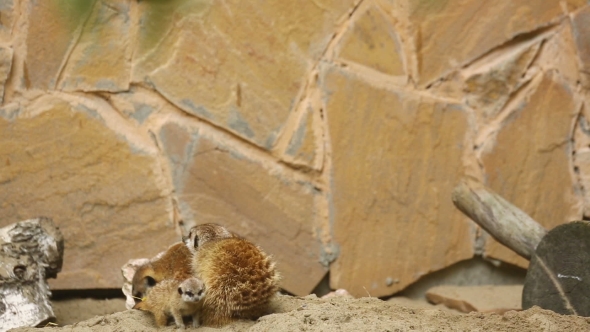 Family Of Meerkat Playing Outdoor