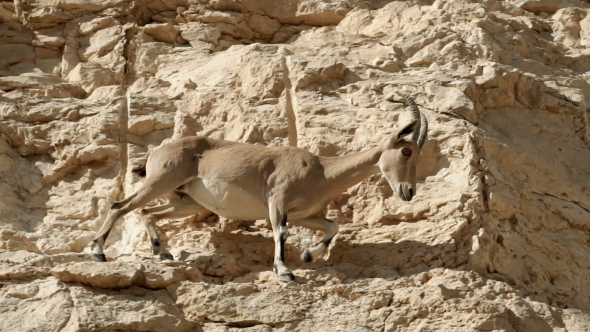 Mountain Goats Walking On The Mountains