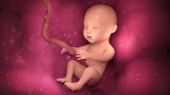 Human Baby Inside a Mother's Womb