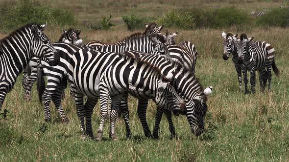 Grant's Zebra, equus burchelli boehmi, Herd through Savannah, Masai Mara Park in Kenya, slow motion