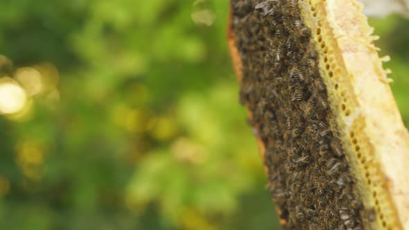 Close-up of Hands Beekeeper Inspects of Beehive Frame with Bees on It.