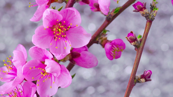 Pink Cherry Tree Flowers.