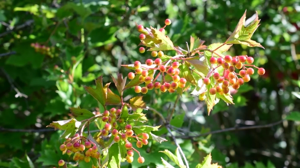 Ripening Arrowwood Berries On Green Background