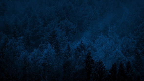 Smoky Forest Late at Night